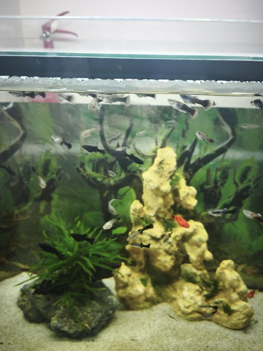 Peixe Ornamental  Guppy (Sortido)