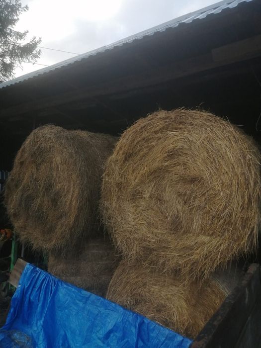 Sprzedam siano w balotach