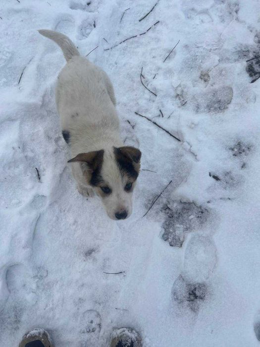 Цуцик (хлопчик) шукає дім