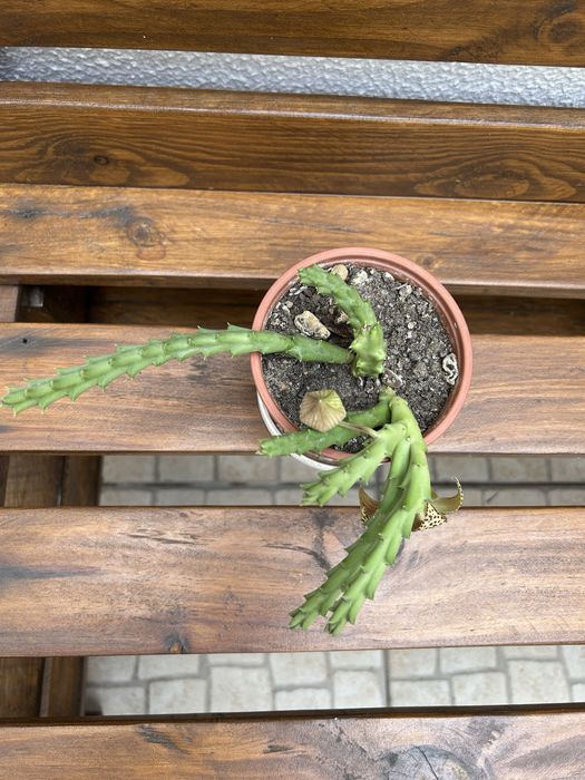 Vendo suculentas com flor.