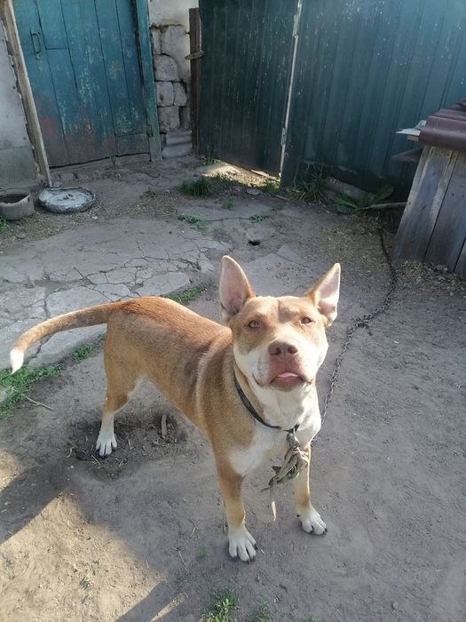 Собака, віддам в гарні руки