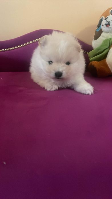 Szpic miniaturowy pomeranian piesek