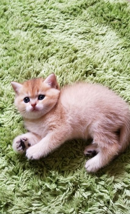 Золотая шиншилла Девочка и мальчик