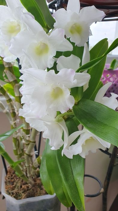 Дендробіум Нобіле Аполлон (Dendrobium nobile 'Spring Dream Apollon')
