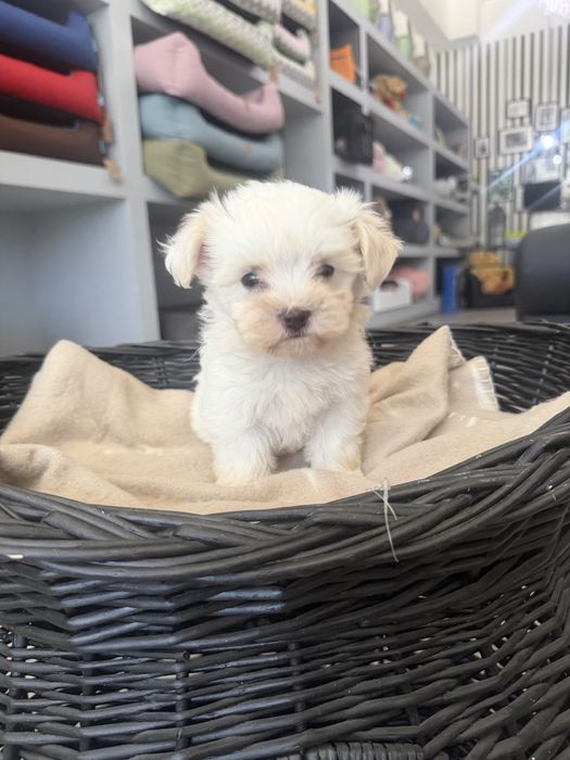 Bichon Maltes  menino top