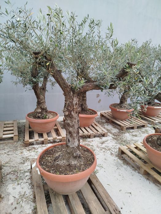 Drzewka oliwne bonsai