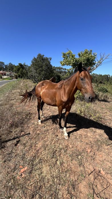 Egua puro sangue lusitano 4 anos