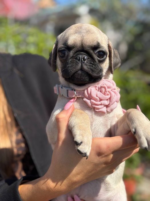 Продам дівчинку мопса