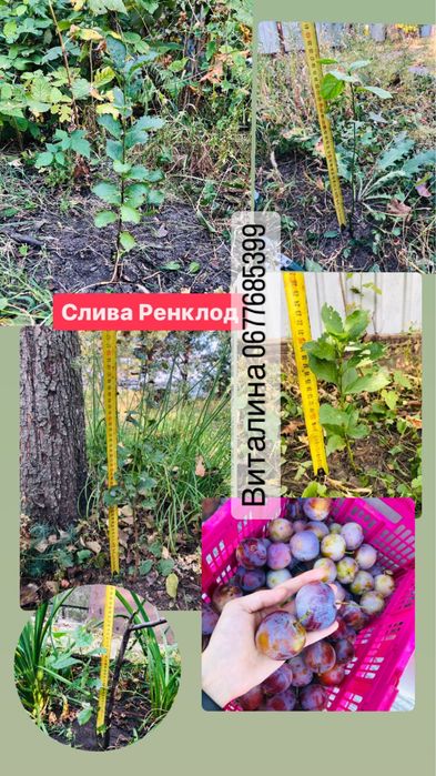 Саженцы каштана , вишни , шелковицы , сливы