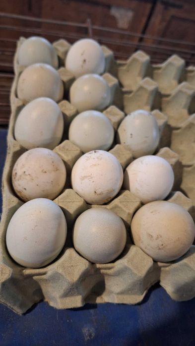 Jaja legowe gren szell