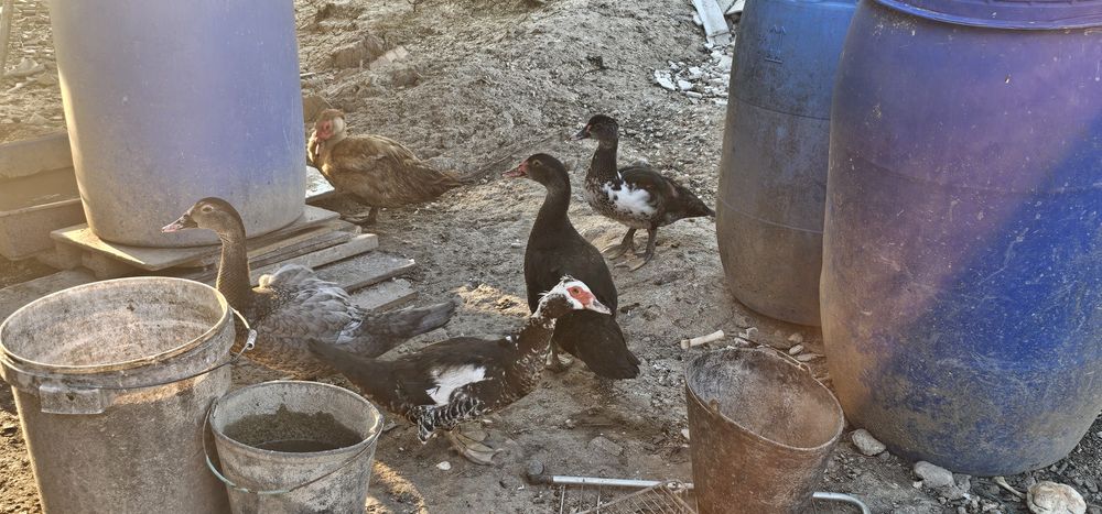 Patos Mudos Adultos