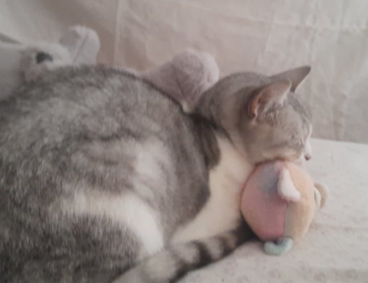 Кіт. Киця. Кошеня