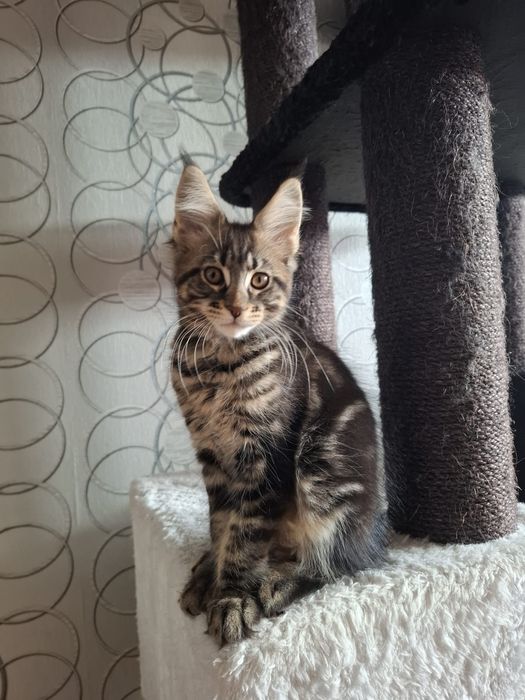 Sprzedam wyjątkowo piękną koteczke Maine Coon