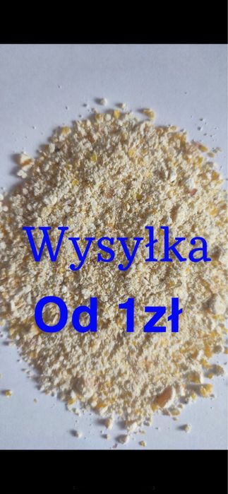 Kukurydza mielona dla kur