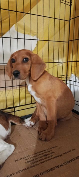 Cão macho bebé de porte pequeno/medio para adoção responsável