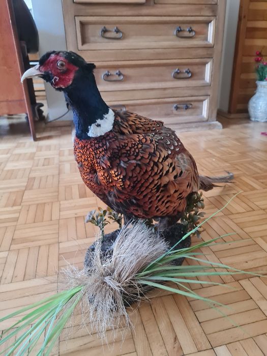 Wypchany bażant. Pięć lat.