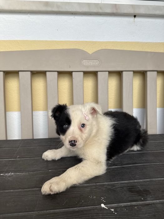 Border Collie Femea Linda Preta e Branco
