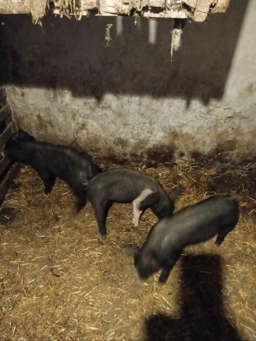 Продам свинні чорні