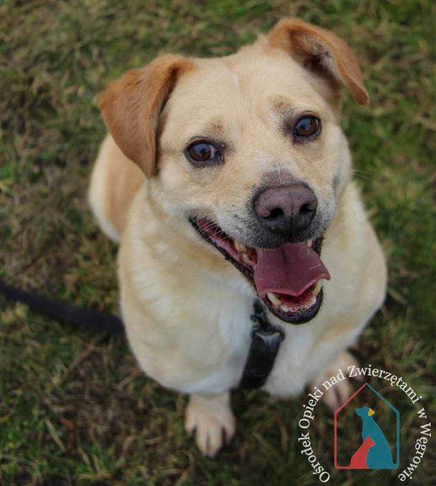 PIĘKNY, większy, wesoły i towarzyski - ma przepiękny uśmiech