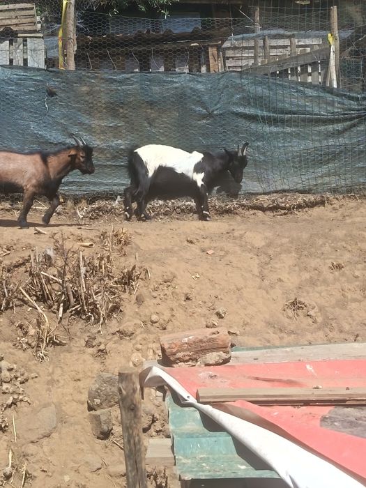 Cabras anãs para venda
