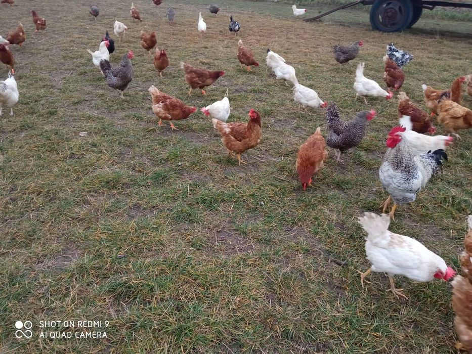 Jajka z ekologicznej hodowli