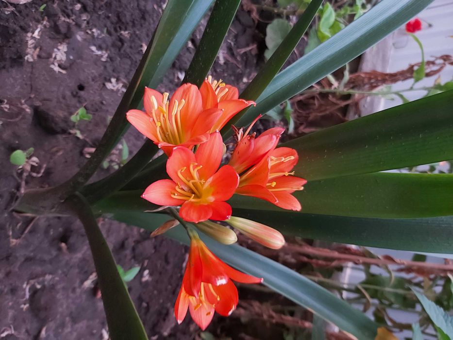 Квіти КАКТУС,(КЛІВІЯ,ГІППЕАСТРУМ- великі цибулини)