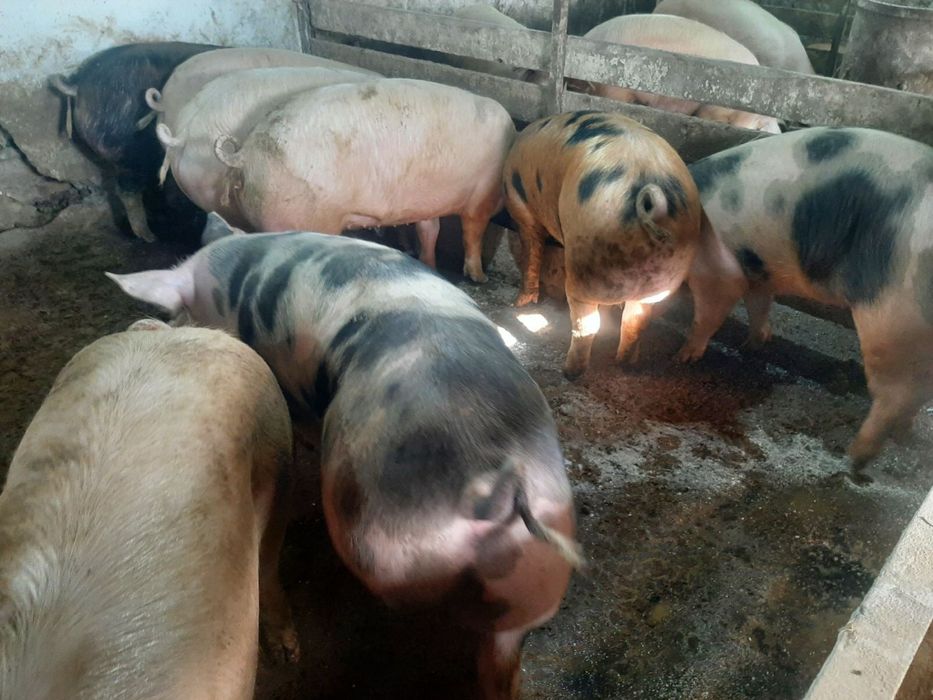 Продам Свині 150-170 кг