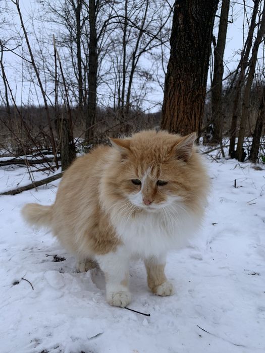 Рудий красень Руді шукає дім і люблячу родину!