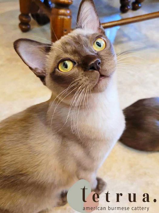 Котик бурмы американской, очень ласковый и ручной!