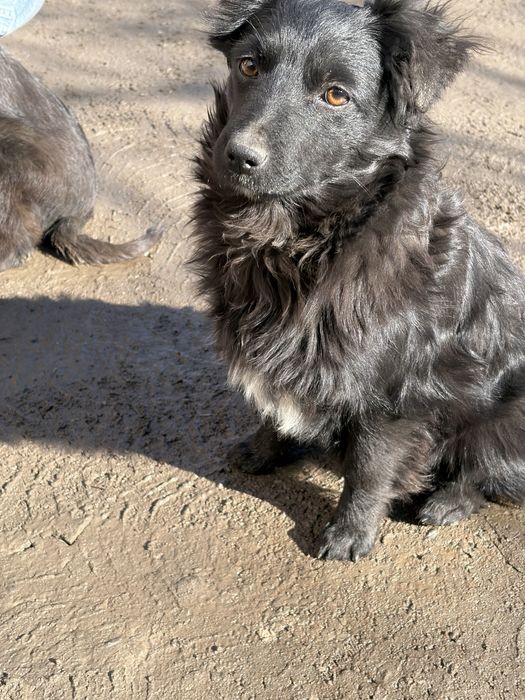 Гарне цуценя дівчинка в добрі руки