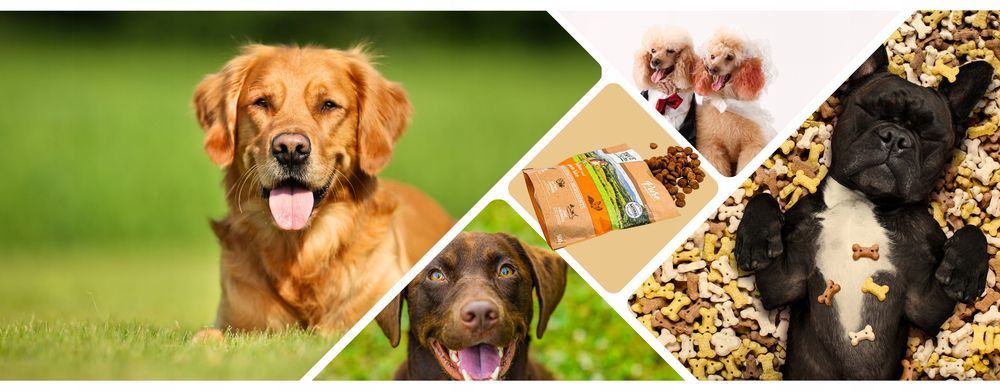 3 Opakowania Sucha Karma Dla Psa True Origins Bezzbożowa Kurczak 500G