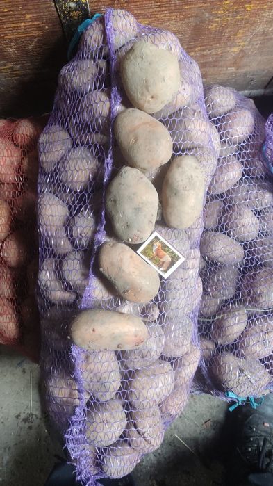 Картопля Домашня