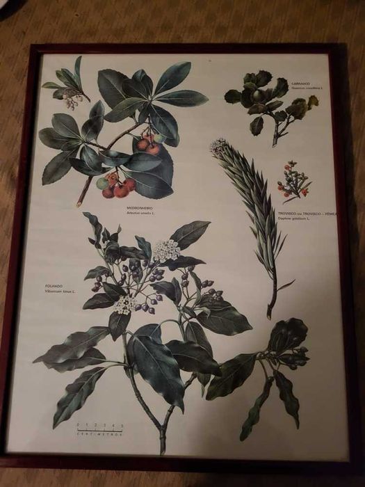 Quadros de Plantas64376356143874121