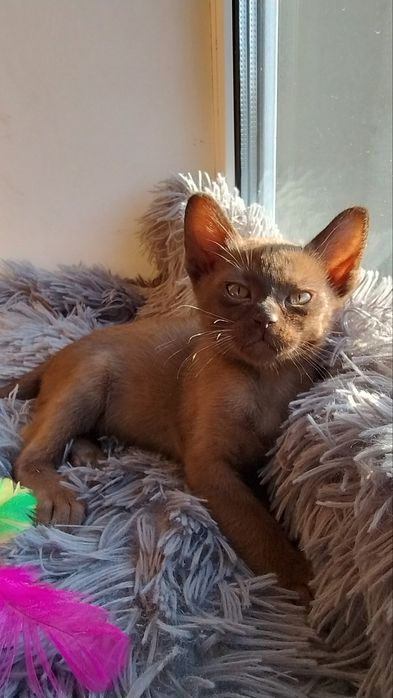 Бурма Європейська,соболиний хлопчик