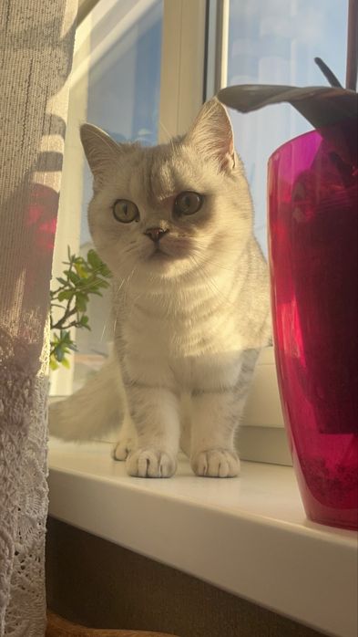 Британські кошенята
