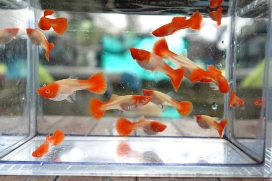 Guppy Puros  Platinum Koi
