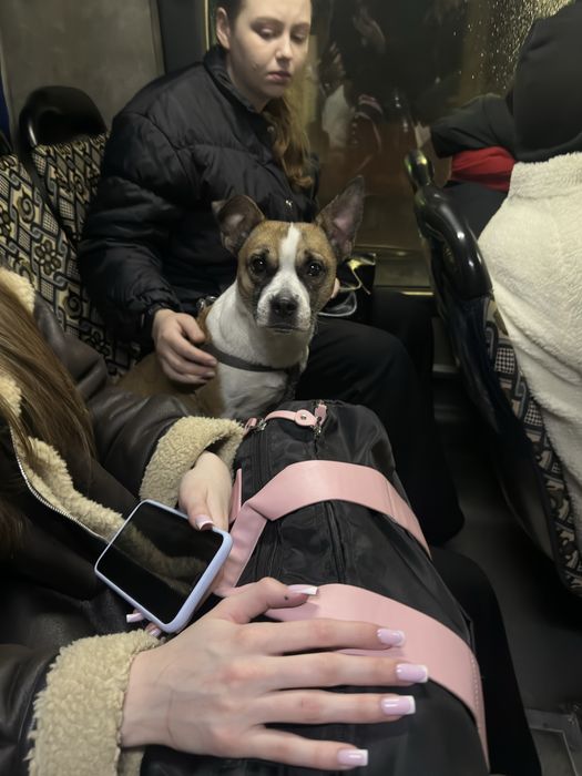 Знайдено собаку, шукаєм господарів