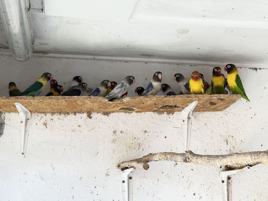 Agapornis Personatas