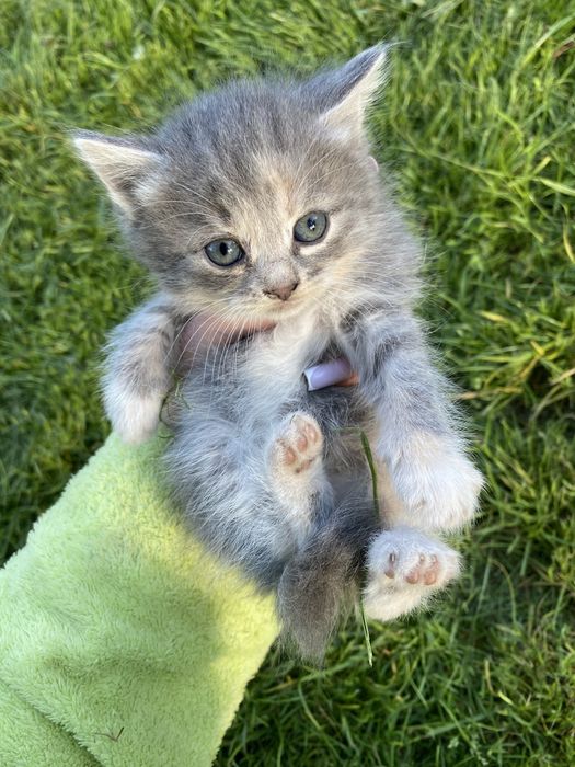 Продам котика.