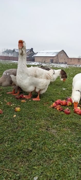 Гуси Холмогори молодняк Гусенята Гусята холмогор качки кури