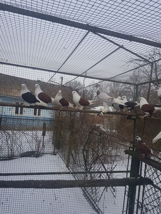 Птиця різна і клітки.