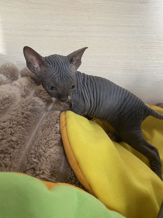 Канадська дівчинка біколор,бронювання