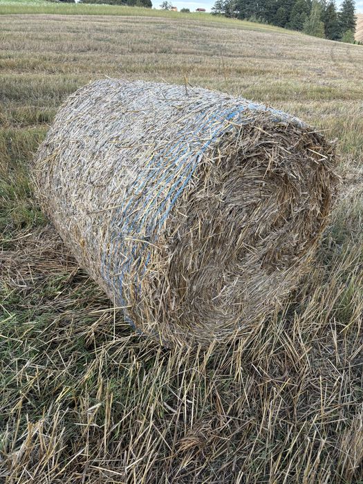 Słoma żyto pszenżyto