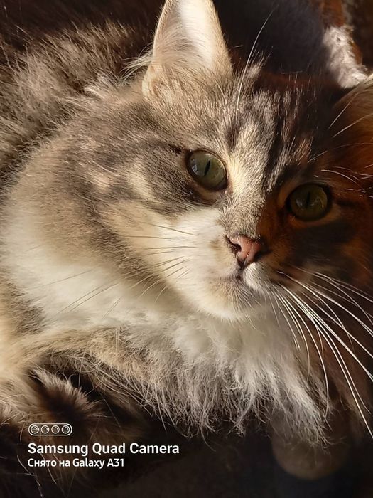 Отдам бесплатно котят.7 мес.