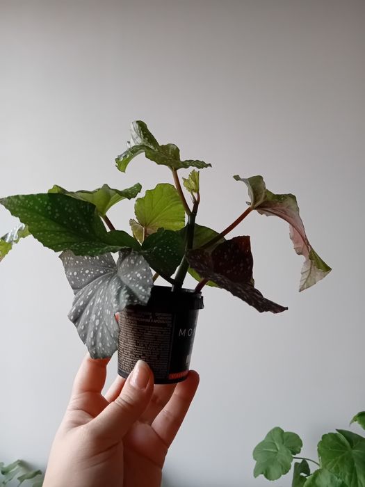 Королівська бегонія коралова