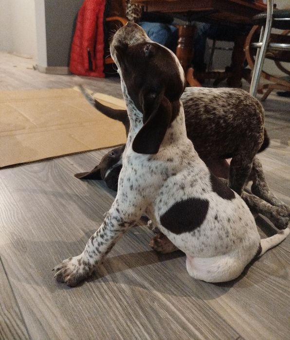 Wyżeł niemiecki krótkowłosy pies