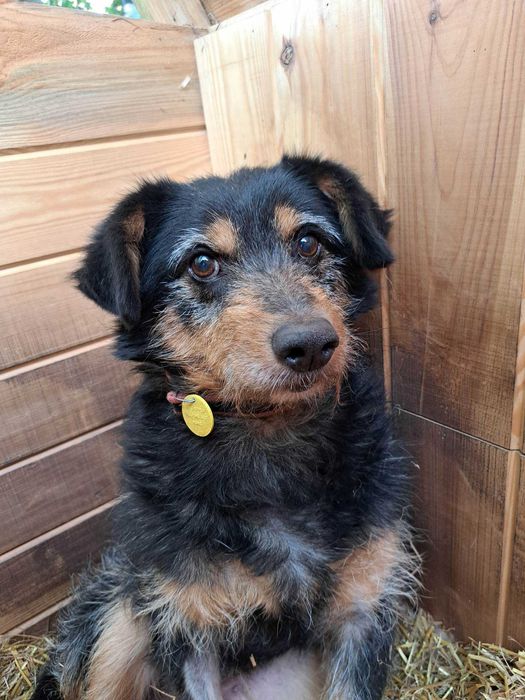 Zibi szuka domu, pies