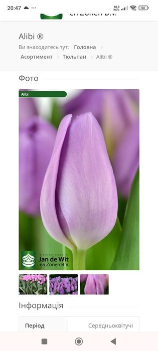 Продам тюльпани.