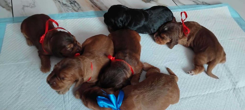Cocker Spaniel angielski