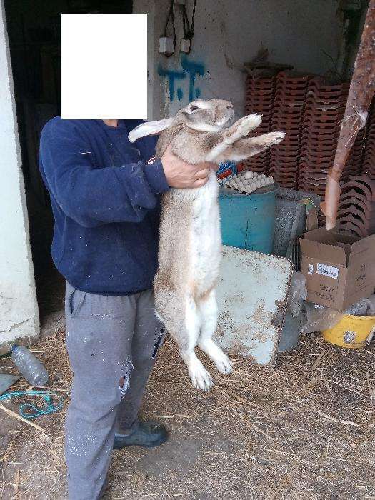 coelhos gigante noruegues